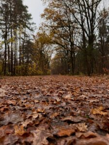 Herbst, Laub , Wald , November, Grau