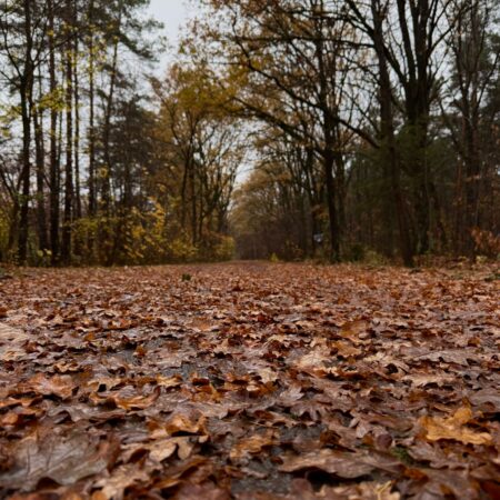 Herbst, Laub , Wald , November, Grau